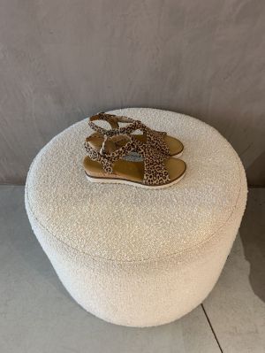 leopard bruin